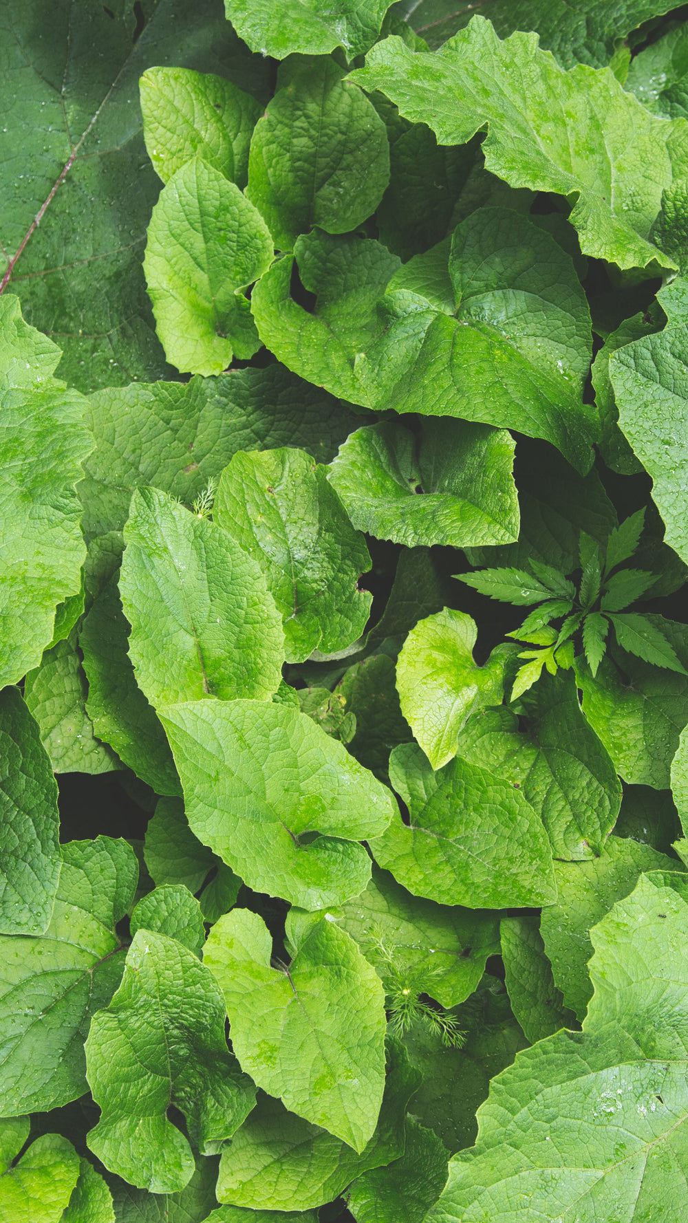 layered-plant-leaves-iphone-wallpaper